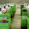 Chế biến hạt điều phục vụ cho xuất khẩu tại Bình Phước. (Ảnh: Hồng Nhung/TTXVN)