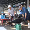 Thương lái thu mua cá tại Cảng Hòn Rớ. (Ảnh: Đặng Tuấn/TTXVN)