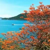 Cây ngô đồng trên đảo Cù Lao Chàm. (Nguồn: Báo Quảng Nam)