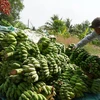 Giá chuối xiêm ở xã Minh Thuận, huyện U Minh Thượng (Kiên Giang) giảm thấp, chỉ còn 3.000 đồng/nải. (Ảnh: Văn Sĩ/TTXVN)