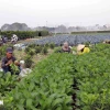 Vùng sản xuất rau theo tiêu chuẩn VietGap (xã Văn Đức, huyện Gia lâm) có diện tích khoảng hơn 70ha, mỗi ngày cung cấp cho thị trường khoảng 30 tấn sản phẩm. (Ảnh: Vũ Sinh/TTXVN)