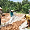 Hạn chế đổi mới công nghệ, sản phẩm sơ chế là một trong những nguyên nhân giảm giá trị và sức cạnh tranh của sản phẩm quế Văn Yên. (Ảnh: TTXVN phát)