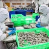 Sơ chế tôm xuất khẩu tại Công ty Phát triển Kinh tế Duyên Hải - COFIDEC, huyện Bình Chánh, Thành phố Hồ Chí Minh. (Ảnh: Hồng Đạt/ TTXVN)
