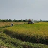 Mô hình “Trình diễn lúa nước” của Đồn Biên phòng Ia Mơ (Bộ đội Biên phòng tỉnh Gia Lai) cho năng suất cao, giúp hàng trăm hộ dân tộc thiểu số tại làng Klăh, xã Ia Mơ, huyện Chư Prông thoát nghèo. (Ảnh: Hồng Điệp/TTXVN)