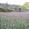 Mùa tam giác mạch trên Cao nguyên đá Đồng Văn (Hà Giang). (Ảnh: Thanh Hà/ TTXVN)