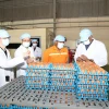 Đoàn công tác của Cơ quan Quản lý Thực phẩm Singapore (SFA) và Thương vụ Việt Nam tại Singapore, cùng các sở, ngành của tỉnh Tây Ninh tham quan quy trình sản xuất trứng gà của Công ty TNHH QL VietNam Agroresources tại ấp Thanh Xuân, xã Mỏ Công, huyện Tân Biên. (Ảnh: Thanh Tân/TTXVN)