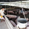 Trang trại nuôi heo thịt ở huyện Trảng Bom, tỉnh Đồng Nai. (Ảnh: Hồng Đạt/TTXVN)