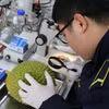 Cán bộ Trạm Kiểm dịch Thực vật Cửa khẩu Hữu Nghị kiểm tra trực quan nông sản xuất nhập khẩu. (Ảnh: Quang Duy/TTXVN)