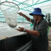 Ông Nguyễn Kim Chuyên, Giám đốc Hợp tác xã nông nghiệp Quyết Thắng, thành phố Bà Rịa, kiểm tra tôm nuôi trong nhà màng. Nhờ nuôi tôm công nghệ cao, hợp tác xã đã giảm thiểu được rủi ro trong quá trình nuôi. (Ảnh: Hoàng Nhị/TTXVN)