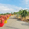 Các chuyên gia Việt Nam sẽ sang Argentina triển khai dự án hợp tác với tỉnh miền Bắc Misiones trong việc gieo trồng các giống cây thanh long, cam quýt và ổi. (Ảnh minh họa: Hoàng Nhị/TTXVN)