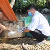 Cán bộ thú y tiêm phòng cho gia cầm. (Ảnh: Hồng Thái/TTXVN)