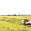 Máy gặt đập liên hợp thu hoạch lúa vụ Hè Thu đầu tiên tham gia canh tác lúa chất lượng cao, phát thải thấp tại Cần Thơ. (Ảnh: Thu Hiền/TTXVN)