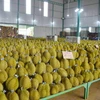 Thu hoạch sầu riêng tại tỉnh Đắk Lắk. (Ảnh: Hoài Thu/TTXVN)