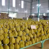 Thu hoạch sầu riêng tại tỉnh Đắk Lắk. (Ảnh: Hoài Thu/TTXVN)