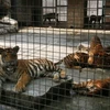 Các cá thể hổ được chăm sóc tại Khu du lịch Vườn Xoài. (Ảnh: Lê Xuân/TTXVN)