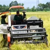 Nông dân huyện Gò Quao (Kiên Giang) thu hoạch lúa Hè Thu. (Ảnh: Văn Sĩ/TTXVN)