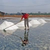 Diêm dân ở làng nghề làm muối Tân Thuận vào mùa thu hoạch muối và thời gian này kéo dài khoảng 3 tháng. (Ảnh: Huỳnh Anh/TTXVN)