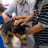 Lực lượng thú y tiêm phòng dại cho chó. (Ảnh: Thanh Bình/TTXVN)