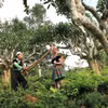 "Vương quốc chè cổ thụ" Suối Giàng với những cây chè hàng trăm năm tuổi. (Nguồn: Qfarm) 
