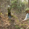 Phát quang thực bì làm đường băng cản lửa nhằm phòng, chống cháy rừng. (Ảnh: Quý Trung/TTXVN)