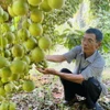 Vườn dâu da của hộ ông Đặng Văn Cấp cho trái sai, giá thương lái thu mua ổn định, hiệu quả kinh tế cao. (Ảnh: Lê Phước Ngọc/TTXVN)