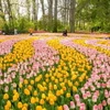 Hàng triệu bông hoa tulip rực rỡ đủ màu khoe sắc tại vườn Keukenhof. (Nguồn: Keukenhof)