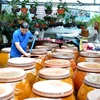 Phát triển thương hiệu nước mắm Nam Ô gắn với du lịch cộng đồng