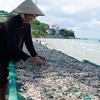 Kiên Giang giữ thương hiệu cho sản phẩm cá khô xứ biển, đảo