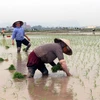 Thời tiết đang rất thuận lợi cho bà con gieo cấy lúa Xuân 2021. (Ảnh: Nguyễn Chinh/TTXVN)