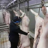 Nhân viên thú y đóng dấu kiểm dịch động vật trước khi đưa vào chế biến. (Ảnh: Vũ Sinh/TTXVN)