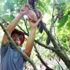 Ông Nguyễn Văn Dũng, xã Ea Na, huyện Krông Ana, tỉnh Đắk Lắk, thu hoạch cacao ở vườn của gia đình. (Ảnh: Hoài Thu/TTXVN)