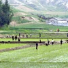 Nông dân trồng lúa trên cánh đồng ở thị trấn Kaesong, Triều Tiên. (Nguồn: AFP/TTXVN) 