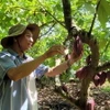 Cây ca cao mang lại nguồn thu nhập ổn định cho gia đình ông Trần Như Phong, ấp Tân Thành, xã Quảng Thành, huyện Châu Đức. (Ảnh: Hoàng Nhị/TTXVN)