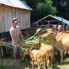 Gia đình anh HVing H Điếp tại buôn Học, xã Krông Pa (Sơn Hòa, Phú Yên) thoát nghèo nhờ chăn nuôi bò sinh sản. (Ảnh: Xuân Triệu/TTXVN)