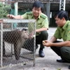 Hạt Kiểm lâm thị xã Hương Trà, tỉnh Thừa Thiên-Huế, tiếp nhận cá thể khỉ mặt đỏ và khỉ đuôi lợn, đều thuộc nhóm động vật nguy cấp, quý hiếm từ người dân tự nguyện bàn giao. (Ảnh: Đỗ Trưởng/TTXVN)
