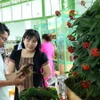 Sản phẩm sâm Ngọc Linh trưng bày. (Ảnh: Trần Tĩnh/TTXVN)