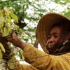 Nông dân thu hoạch hồ tiêu sớm. (Ảnh: Sỹ Tuyên/TTXVN)