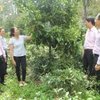 Nguồn vốn tín dụng chính sách xã hội giúp nhiều hộ nghèo có điều kiện phát triển sản xuất. (Ảnh: PV/Vietnam+)