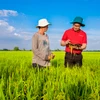 Agribank cho vay liên kết sản xuất, chế biến và tiêu thụ sản phẩm lúa gạo. (Ảnh: Vietnam+)