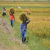 Nông dân thu hoạch lúa trên cánh đồng tại Nagaon, bang Assam (Ấn Độ). (Ảnh: THX/TTXVN)
