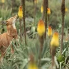 Một con sói Ethiopia lang thang giữa những bông hoa của cây poker đỏ rực. (Nguồn: CNN)