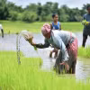 Nông dân trồng lúa trên cánh đồng tại Nagaon, bang Assam (Ấn Độ). (Ảnh: THX/TTXVN)