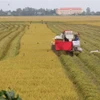 Nông dân Đồng Tháp phấn khởi vì vụ lúa Thu Đông được mùa, giá cao