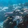 Cá mập sống tại rạn san hô ở Khu bảo tồn Biển Hol Chan, Ambergris Cay, Belize, Mỹ. (Ảnh: AFP/TTXVN)