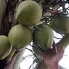 Dưa tươi. (Ảnh: Phạm Kiên/TTXVN)