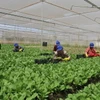 Trồng rau trong nhà lưới ở huyện Gò Công Đông. (Ảnh: Minh Trí/TTXVN)