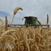 Nga củng cố vị thế là nhà xuất khẩu lúa mỳ số một trên toàn cầu