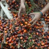 Công nhân thu hoạch hạt cọ tại nông trại ở Pelalawan, tỉnh Riau, Indonesia. (Ảnh: AFP/TTXVN)