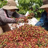 Việt Nam là nhà cung cấp càphê lớn nhất cho Tây Ban Nha