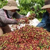 Việt Nam là nhà cung cấp càphê lớn nhất cho Tây Ban Nha